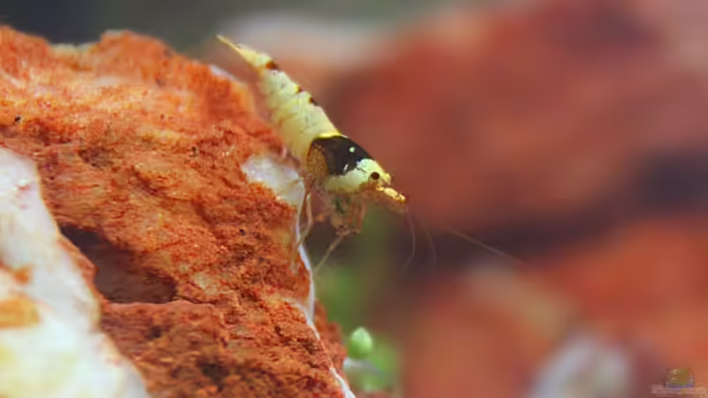 Besatz im Aquarium Death Valley von Trimmy (15)