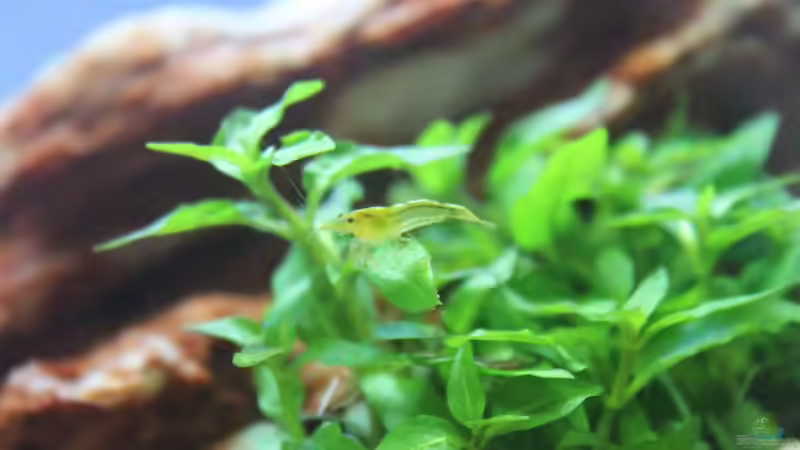 Besatz im Aquarium Death Valley von Trimmy (7)