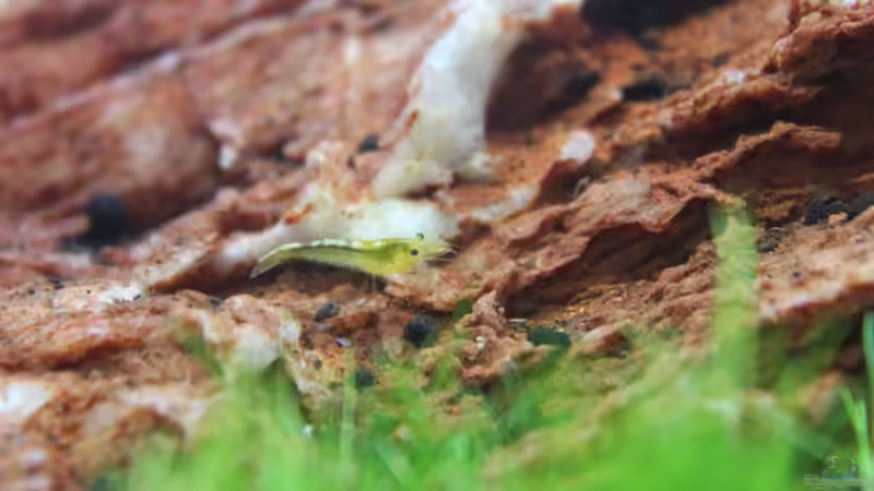 Besatz im Aquarium Death Valley von Trimmy (8)