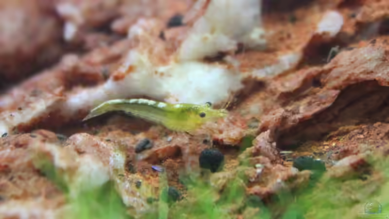 Besatz im Aquarium Death Valley von Trimmy (9)