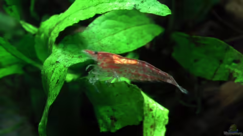 Besatz im Aquarium Deenerle Nano 30l von Berni (6)