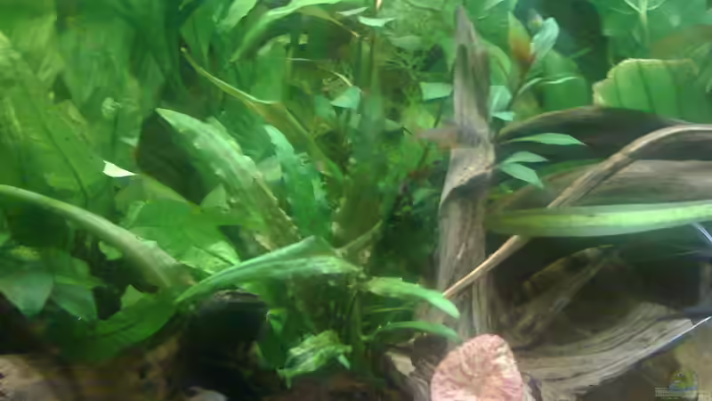 Besatz im Aquarium Deep Amazonas von Björn Berg (13)