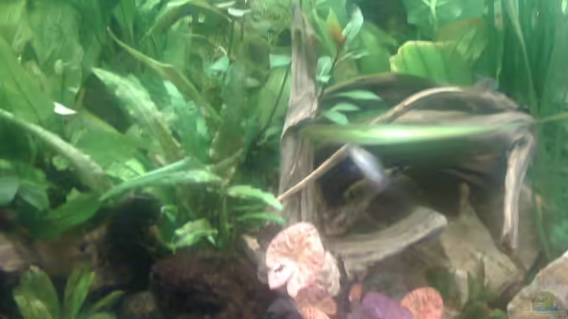 Besatz im Aquarium Deep Amazonas von Björn Berg (14)