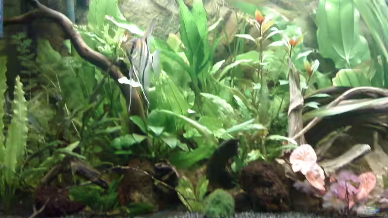 Besatz im Aquarium Deep Amazonas von Björn Berg (15)