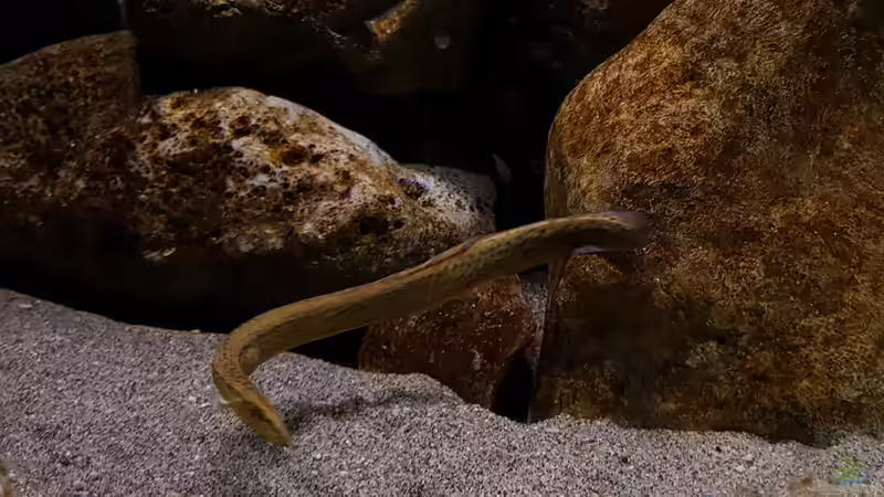 Besatz im Aquarium Deep Blue Malawi von Limited (29)