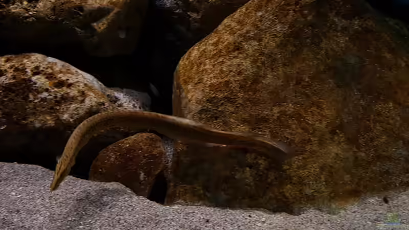 Besatz im Aquarium Deep Blue Malawi von Limited (30)