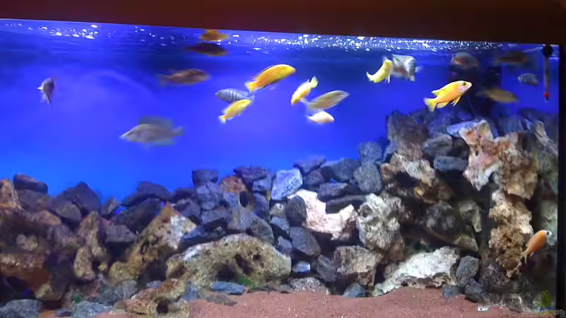 Besatz im Aquarium Deep blue Malawi von Malawi-Dude (22)