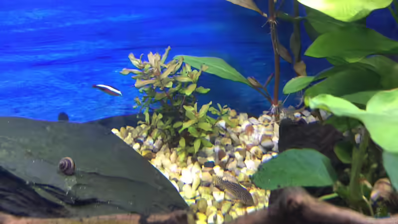 Besatz im Aquarium Deep Blue Sea von .Andreas. (88)