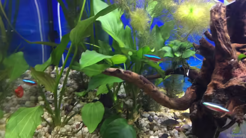 Besatz im Aquarium Deep Blue Sea von .Andreas. (89)