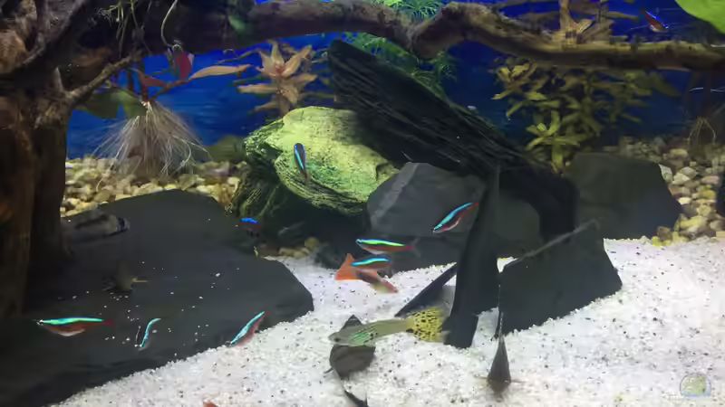 Besatz im Aquarium Deep Blue Sea von .Andreas. (91)