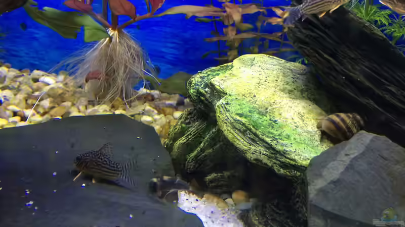 Besatz im Aquarium Deep Blue Sea von .Andreas. (92)