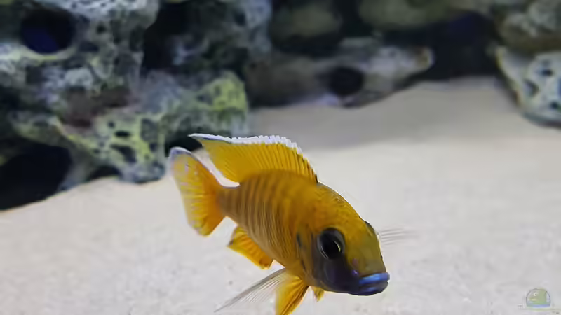 Besatz im Aquarium Delta Malawi Becken von Wilmink1977 (4)