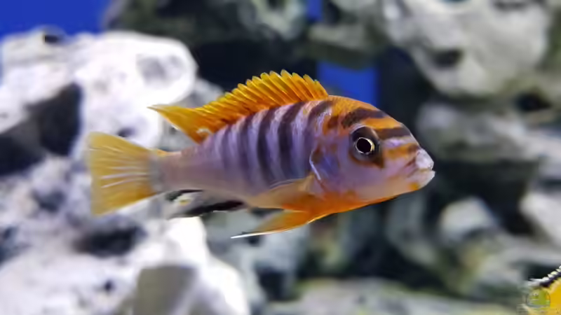 Besatz im Aquarium Delta Malawi Becken von Wilmink1977 (5)