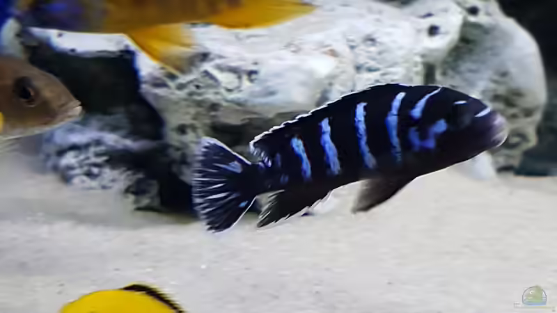 Besatz im Aquarium Delta Malawi Becken von Wilmink1977 (6)