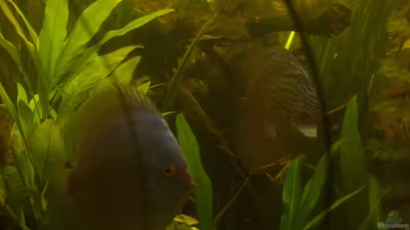 Besatz im Aquarium Delta von Pigeon (12)