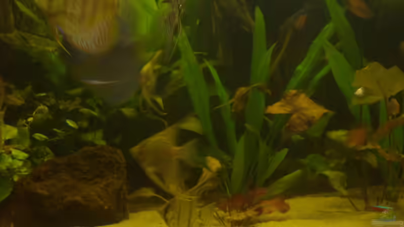 Besatz im Aquarium Delta von Pigeon (13)