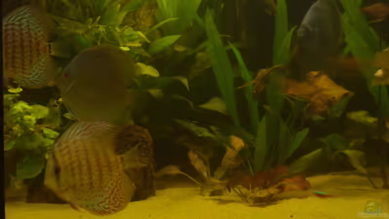 Besatz im Aquarium Delta von Pigeon (14)