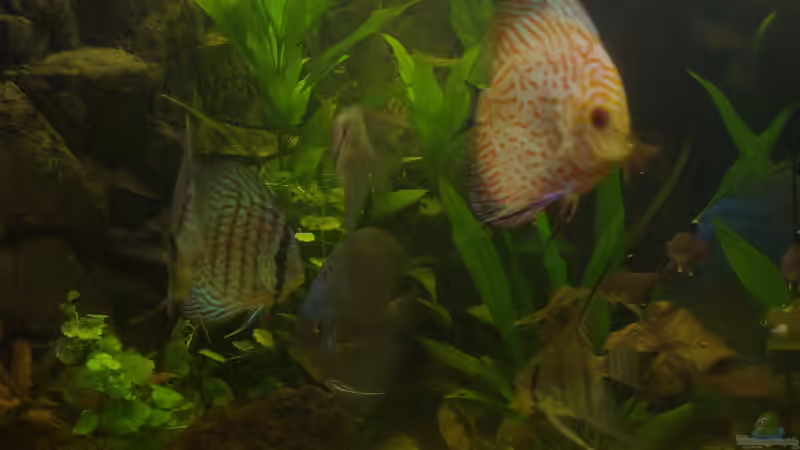 Besatz im Aquarium Delta von Pigeon (15)