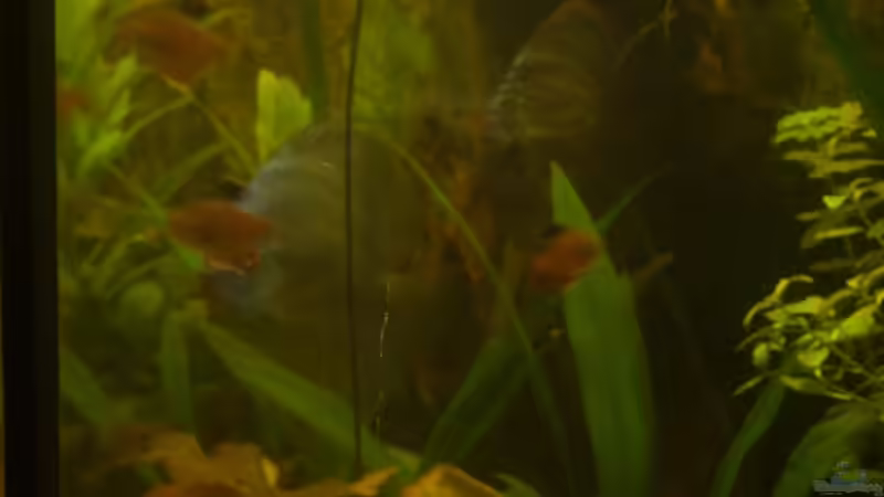 Besatz im Aquarium Delta von Pigeon (16)