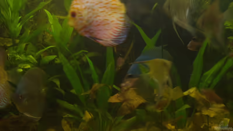 Besatz im Aquarium Delta von Pigeon (17)