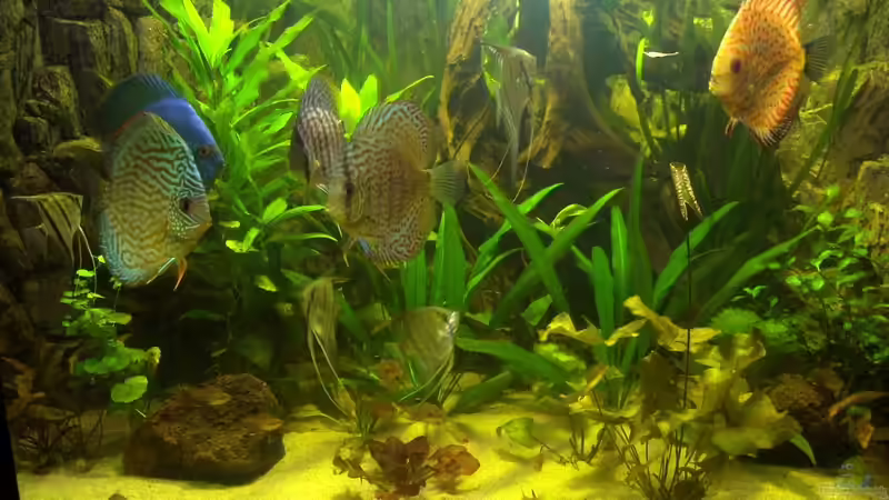 Besatz im Aquarium Delta von Pigeon (18)