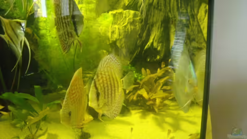 Besatz im Aquarium Delta von Pigeon (5)