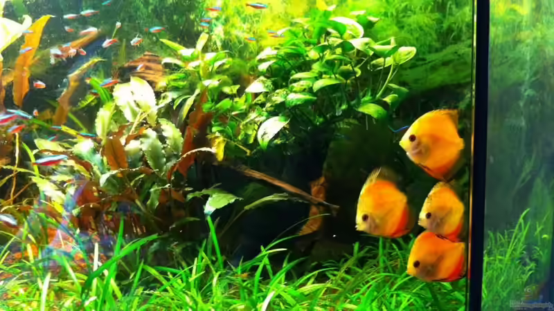 Besatz im Aquarium Deltabecken von Olli (13)