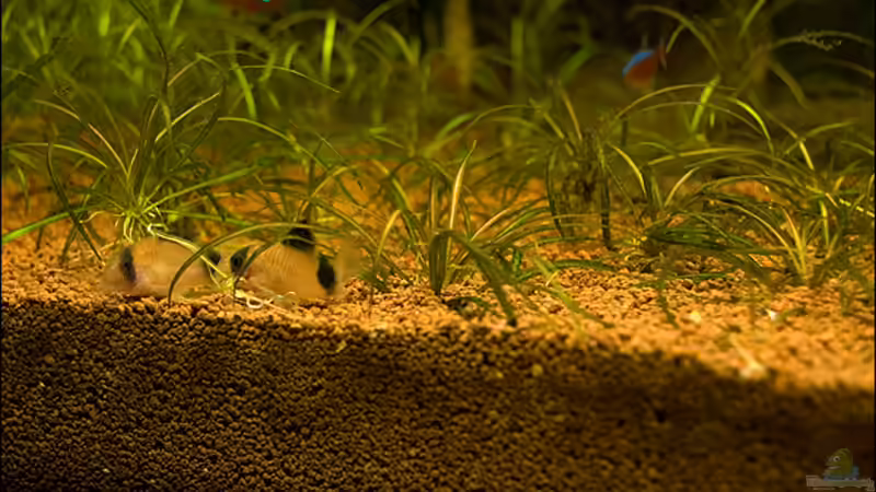 Besatz im Aquarium Deltabecken von Olli (14)