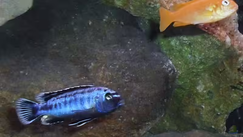 Besatz im Aquarium Deltec von Helmo (2)