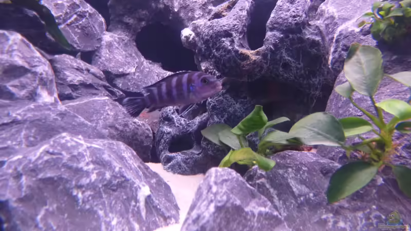 Besatz im Aquarium Demasoni Rocks - aufgelöst von EvilChicken (22)