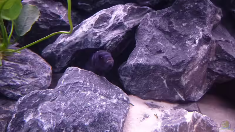 Besatz im Aquarium Demasoni Rocks - aufgelöst von EvilChicken (23)