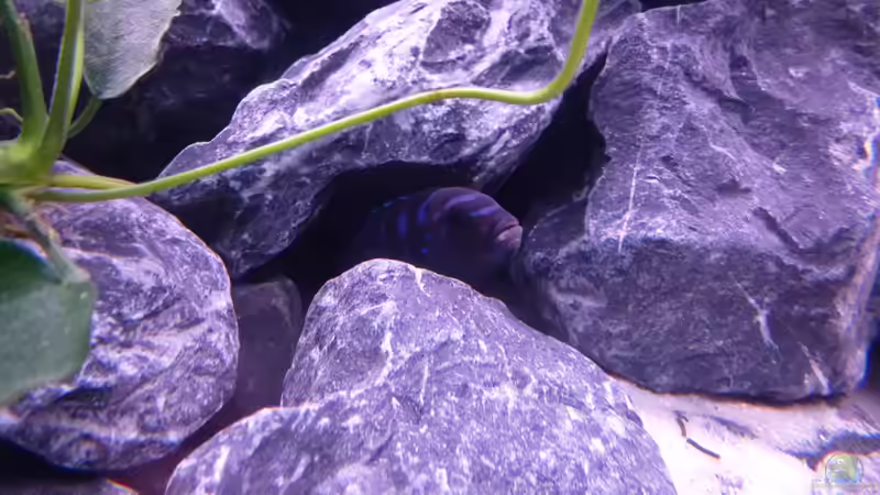 Besatz im Aquarium Demasoni Rocks - aufgelöst von EvilChicken (24)