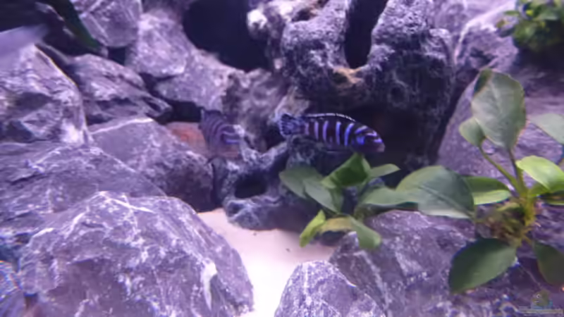 Besatz im Aquarium Demasoni Rocks - aufgelöst von EvilChicken (25)