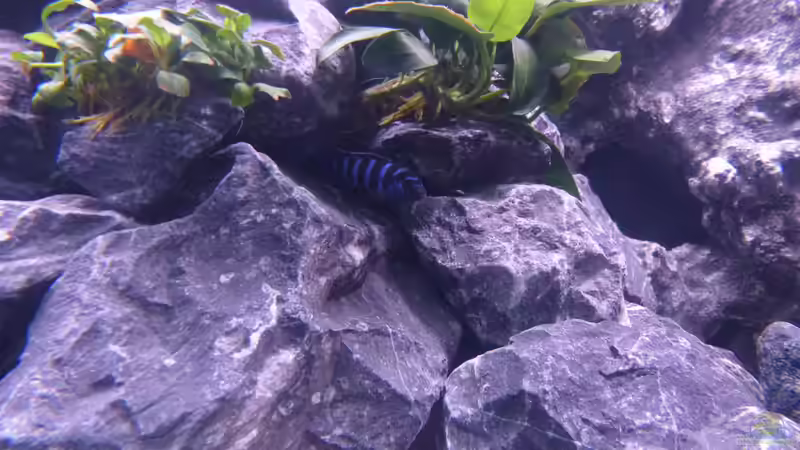 Besatz im Aquarium Demasoni Rocks - aufgelöst von EvilChicken (26)