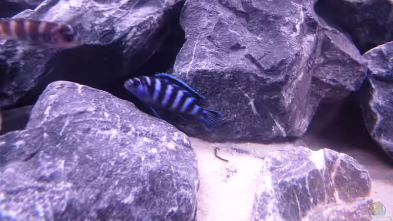 Besatz im Aquarium Demasoni Rocks - aufgelöst von EvilChicken (27)