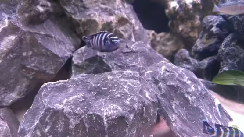 Besatz im Aquarium Demasoni Rocks - aufgelöst von EvilChicken (28)