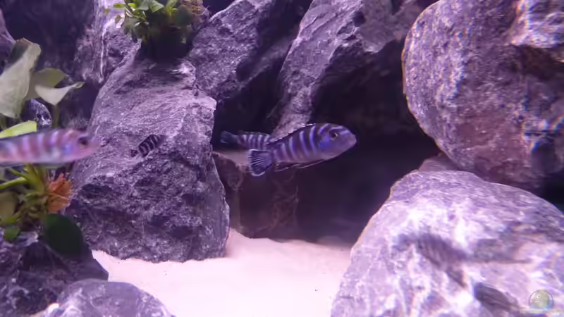 Besatz im Aquarium Demasoni Rocks - aufgelöst von EvilChicken (30)