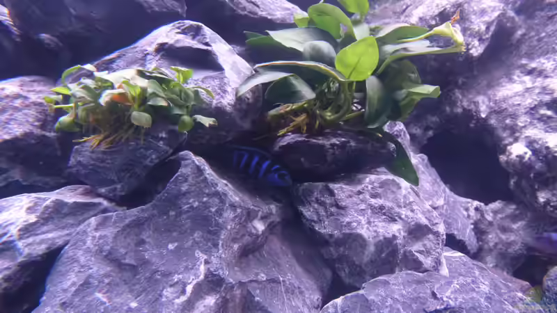 Besatz im Aquarium Demasoni Rocks - aufgelöst von EvilChicken (31)