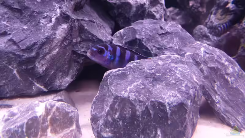 Besatz im Aquarium Demasoni Rocks - aufgelöst von EvilChicken (32)