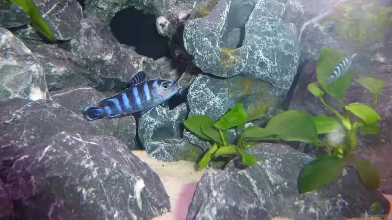 Besatz im Aquarium Demasoni Rocks - aufgelöst von EvilChicken (34)