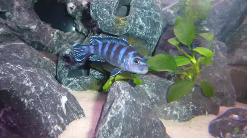 Besatz im Aquarium Demasoni Rocks - aufgelöst von EvilChicken (36)