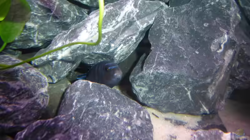 Besatz im Aquarium Demasoni Rocks - aufgelöst von EvilChicken (37)