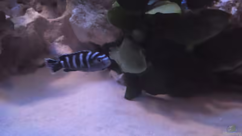 Besatz im Aquarium Demasoni´s Paradise von Mr. Malawi (10)