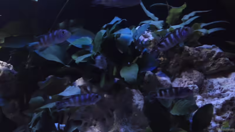 Besatz im Aquarium Demasoni´s Paradise von Mr. Malawi (9)