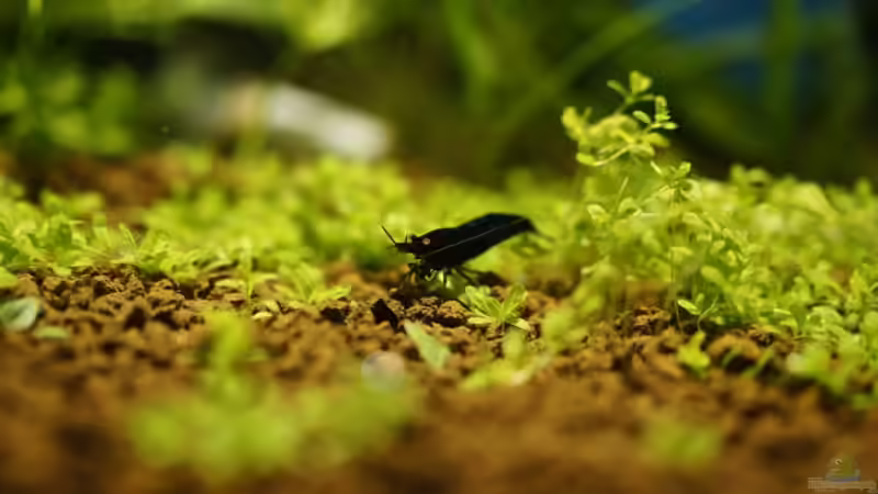 Besatz im Aquarium Dennerle 20er von Leinad78 (6)