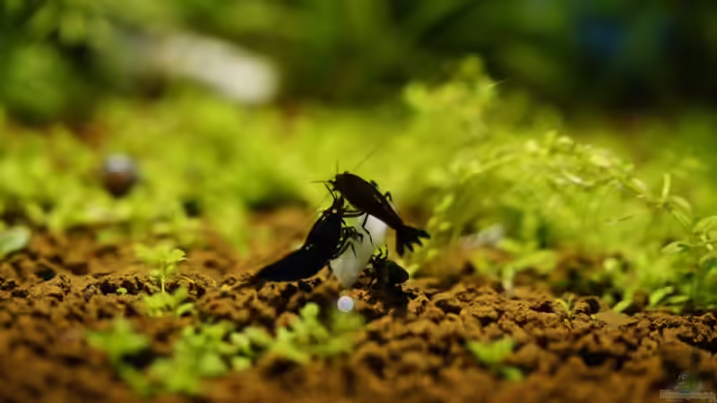 Besatz im Aquarium Dennerle 20er von Leinad78 (9)