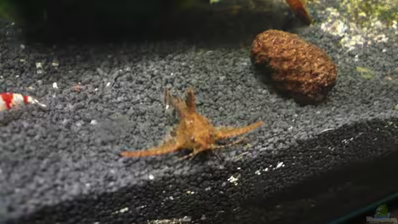 Besatz im Aquarium Dennerle 30 (Nur noch als Beispiel) von Buschi (11)