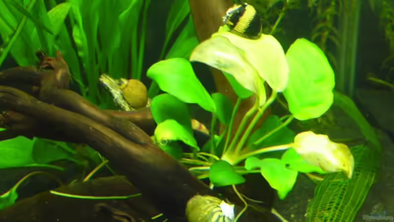 Besatz im Aquarium Dennerle 30 (Nur noch als Beispiel) von Buschi (12)