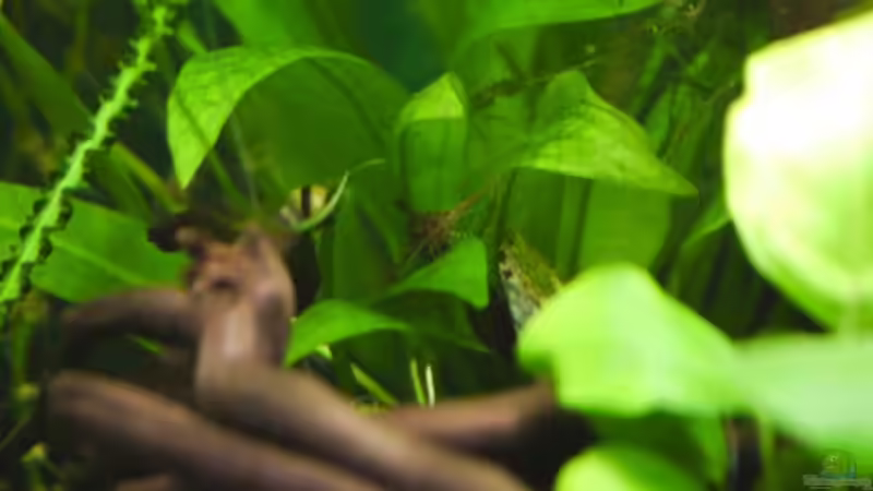 Besatz im Aquarium Dennerle 30 (Nur noch als Beispiel) von Buschi (7)