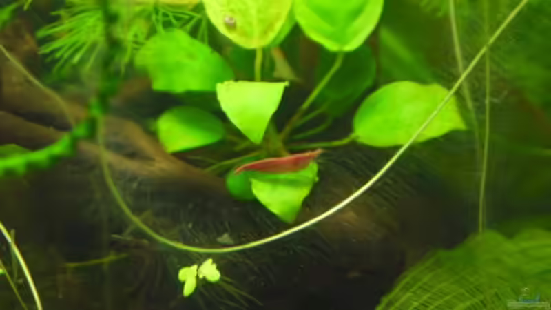 Besatz im Aquarium Dennerle 30 (Nur noch als Beispiel) von Buschi (8)